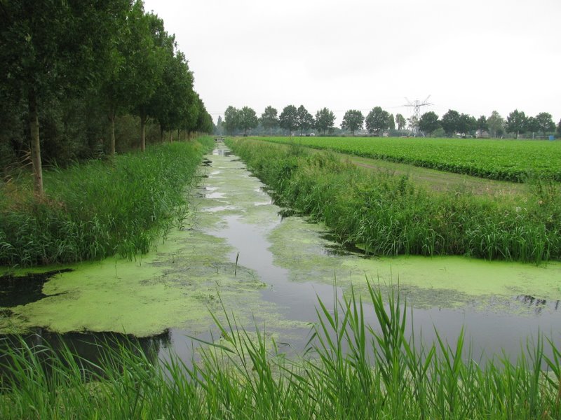 Koningsvliet - Janus van Engelenpad Haarsteeg