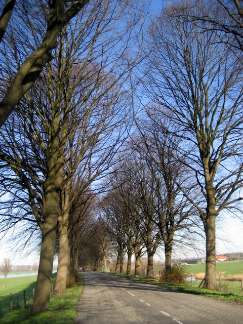 Lindenlaan - Bergsche Maasdijk - Doeveren